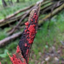 Attēlu rezultāti vaicājumam “Lycogala epidendrum aggr. plasmodium”