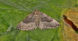 Attēlu rezultāti vaicājumam “Larentia clavaria”