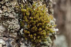 Attēlu rezultāti vaicājumam “Ulota crispa sporophyte”