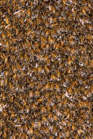 Attēlu rezultāti vaicājumam “Apis mellifera”