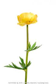 Attēlu rezultāti vaicājumam “Trollius europaeus”