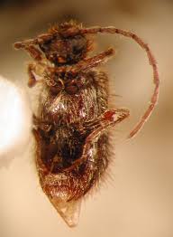 Attēlu rezultāti vaicājumam “Ptinus sp.”