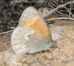 Attēlu rezultāti vaicājumam “Coenonympha tullia”