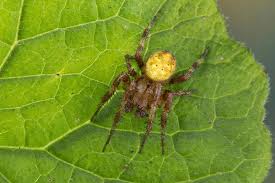 Attēlu rezultāti vaicājumam “Araneus quadratus male”