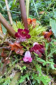 Attēlu rezultāti vaicājumam “Trichia ambigua stalked”