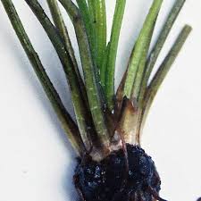 Attēlu rezultāti vaicājumam “Isoetes lacustris leaf”