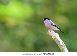 Attēlu rezultāti vaicājumam “Pyrrhula pyrrhula female”