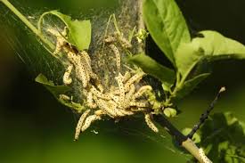 Attēlu rezultāti vaicājumam “Yponomeuta plumbella”