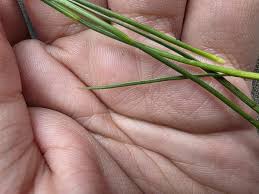 Attēlu rezultāti vaicājumam “Juncus gerardii bud”