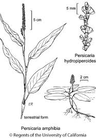 Attēlu rezultāti vaicājumam “Persicaria hydropiper leaf”