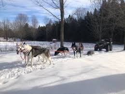 Image result for Team Ice Fire British Sled Dog Racing Team
