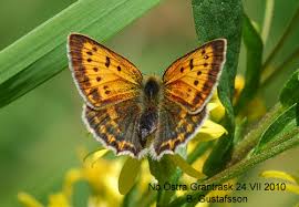 Attēlu rezultāti vaicājumam “Lycaena virgaureae female”