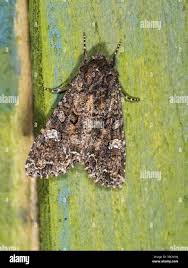 Attēlu rezultāti vaicājumam “Mamestra brassicae exuvia”