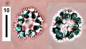 Attēlu rezultāti vaicājumam “Hyaloscypha hyalina”