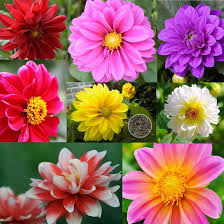 Image result for Dahlia x pinnata `Pompon Lilliput`