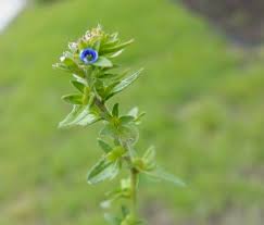 Attēlu rezultāti vaicājumam “Veronica arvensis flower”