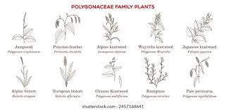 Attēlu rezultāti vaicājumam “Polygonaceae”