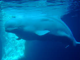 Image result for Delphinapterus leucas