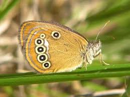 Attēlu rezultāti vaicājumam “Coenonympha hero underside”
