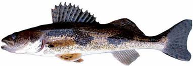 Image result for Sander canadensis/vitreus