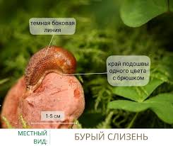 Attēlu rezultāti vaicājumam “Krynickillus melanocephalus”