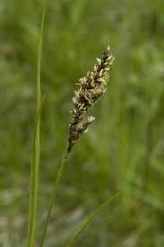 Attēlu rezultāti vaicājumam “Carex paniculata”