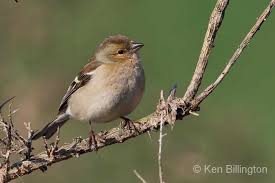Attēlu rezultāti vaicājumam “Fringilla coelebs female”
