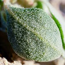 Attēlu rezultāti vaicājumam “Atriplex calotheca leaf”