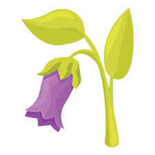 Attēlu rezultāti vaicājumam “Scopolia carniolica leaf”