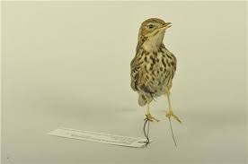 Attēlu rezultāti vaicājumam “Anthus trivialis”