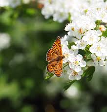 Attēlu rezultāti vaicājumam “Melitaea cinxia upperside”