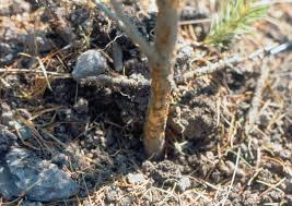 Attēlu rezultāti vaicājumam “Hylobius abietis”