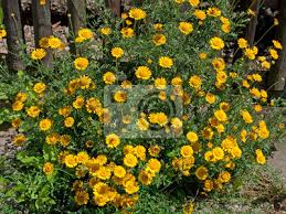 Image result for Färberkamille