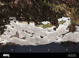 Attēlu rezultāti vaicājumam “Cinereomyces lindbladii”