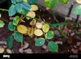 Attēlu rezultāti vaicājumam “Phragmidium sp.”