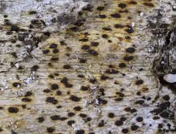 Attēlu rezultāti vaicājumam “Arthonia leucopellaea”