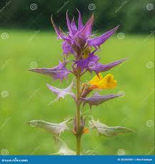 Attēlu rezultāti vaicājumam “Melampyrum nemorosum”