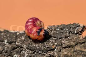 Attēlu rezultāti vaicājumam “Cossus cossus larva”