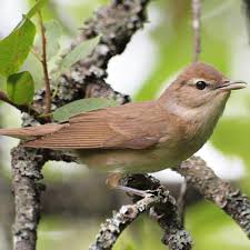 Attēlu rezultāti vaicājumam “Sylvia borin nest”