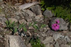 Attēlu rezultāti vaicājumam “Silene viscaria fruit”