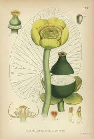 Attēlu rezultāti vaicājumam “Nuphar lutea”