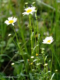 Attēlu rezultāti vaicājumam “Leucanthemum vulgare leaf”