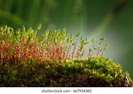 Attēlu rezultāti vaicājumam “Bryum funkii macro”