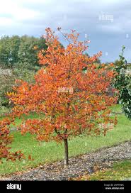 Attēlu rezultāti vaicājumam “Crataegus persimilis leaf”