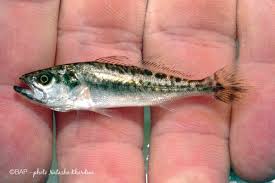 Image result for Sander vitreus