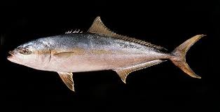 Image result for Seriola rivoliana