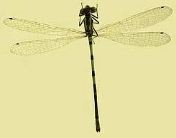 Attēlu rezultāti vaicājumam “Coenagrionidae”