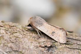 Attēlu rezultāti vaicājumam “Orthosia cruda”