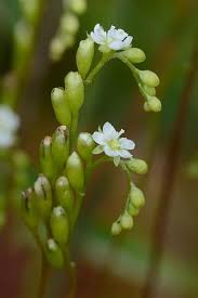 Attēlu rezultāti vaicājumam “Drosera rotundifolia flower”