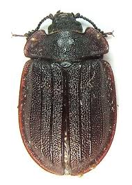 Attēlu rezultāti vaicājumam “Peltis grossa”